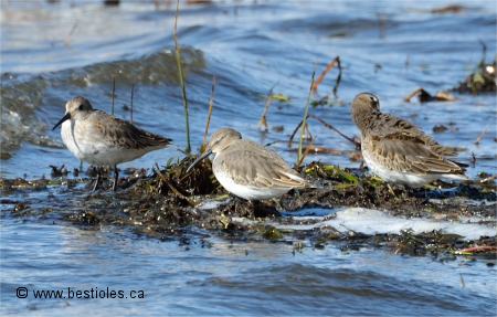 Photo d'un groupe de b�casseaux variables