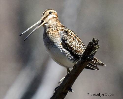B�cassine de Wilson sur une branche