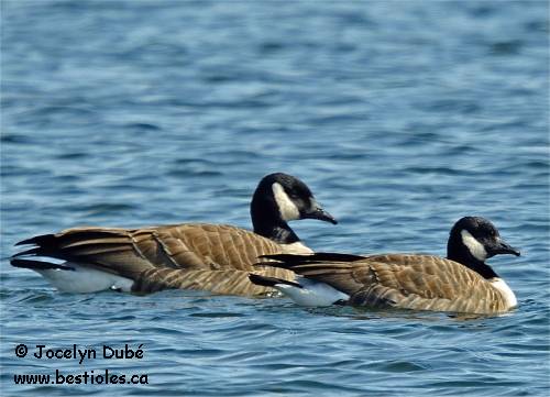Bernache du Canada et bernache de Hutchins