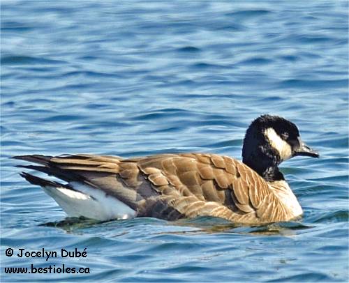 Photo de bernache de Hutchins