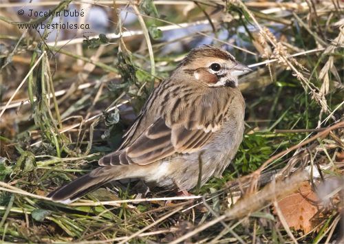 Bruant � joues marron