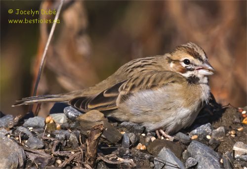 Photo d'un bruant � joues marron