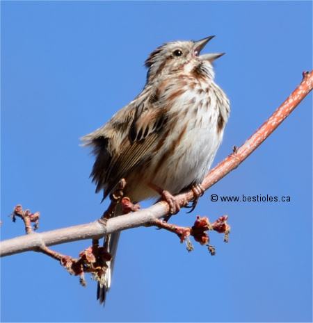 Photo d'un bruant chanteur qui chante