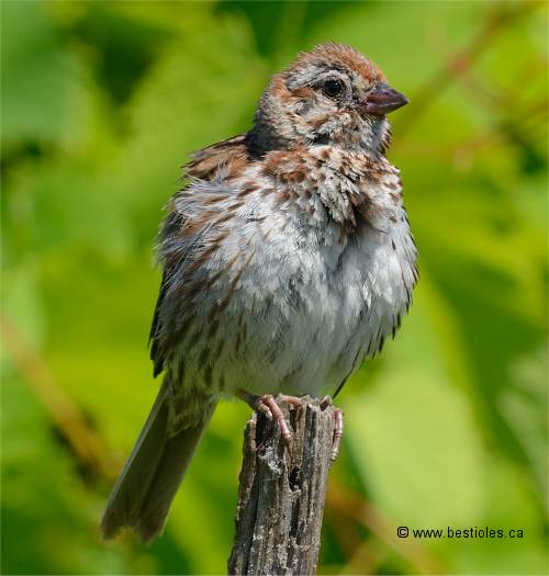 Photo d'un bruant chanteur