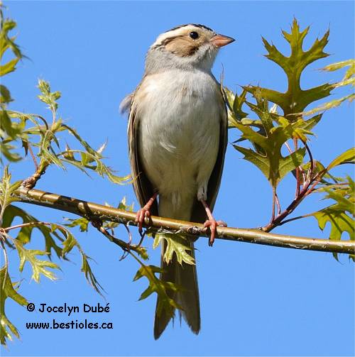 Photo d'un bruant des plaines
