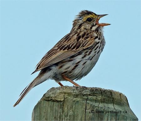 Photo d'un bruant des pr�s qui chante