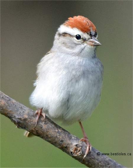 Photo d'un bruant familier sur une branche