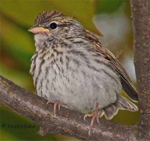 Bruant familier juv�nile