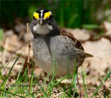 Photo d'un bruant � gorge blanche vue de face