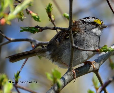 Photo d'un bruant � gorge blanche perch� sur une branche