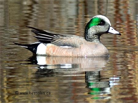 Photo d'un canard d'Am�rique m�le