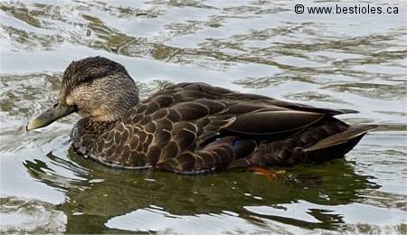 Photo d'un canard noir femelle