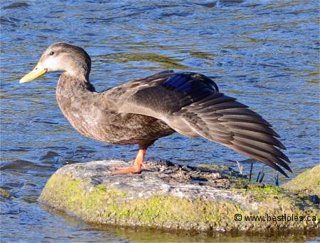 Photo d'un canard noir qui �tire son aile