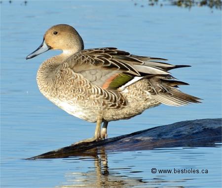 Photo d'un canard pilet femelle