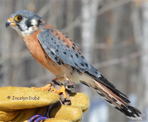 Cr�cerelle d'Am�rique