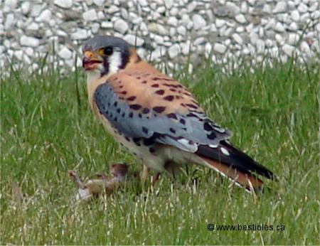 Photo d'une cr�cerelle