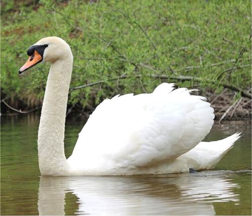 Photo de cygne tubercul�