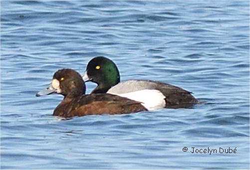 Couple de fuligule milouinan