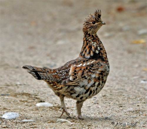 G�linotte hupp�e