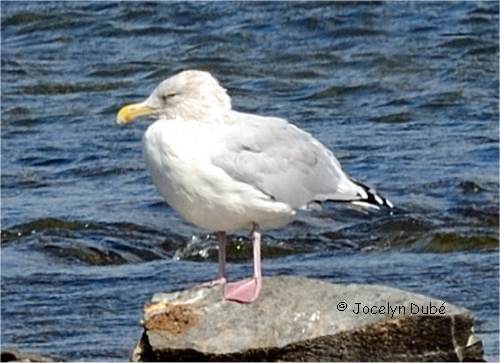 Photo d'un go�land argent�