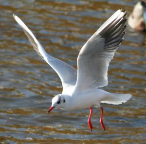 Photo d'un go�land en vol