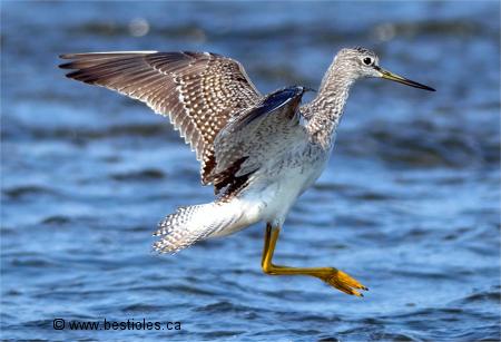 Photo de grand chevalier