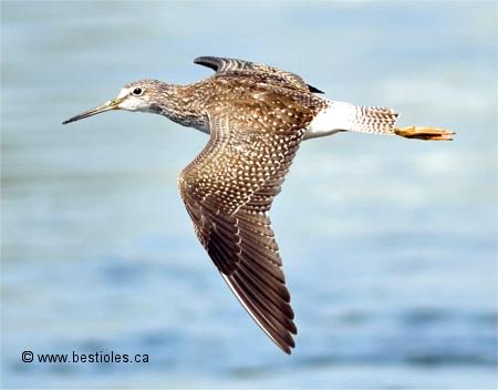 Photo d'un grand chevalier en vol