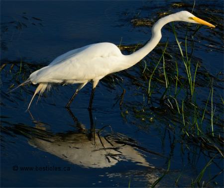 Photo d'une grande aigrette qui chasse