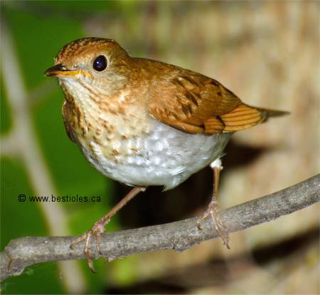 Photographie d'une grive fauve vue de face