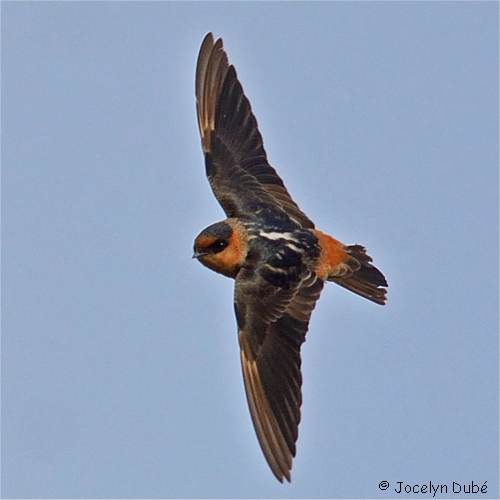 Photo d'hirondelle � front brun
