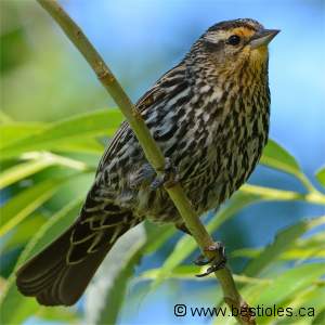 Carouge � �paulette femelle