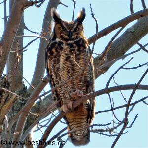 Grand duc d'Am�rique