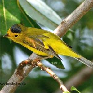 Paruline � calotte noire