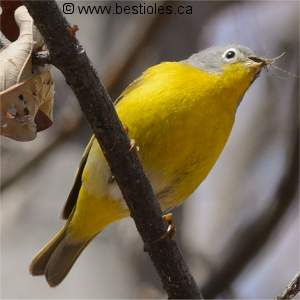 Paruline � joues grises