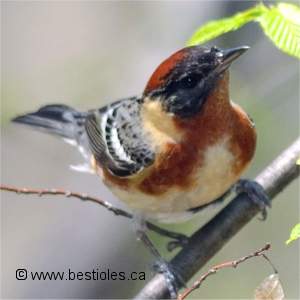 Paruline � poitrine baie