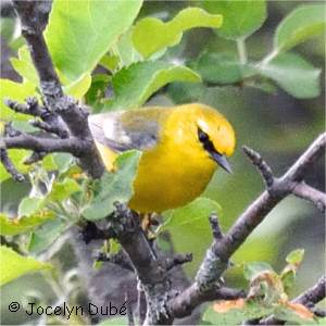 Paruline � ailes bleues