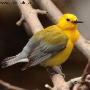 Photo de paruline orang�e