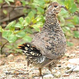 T�tras du Canada femelle