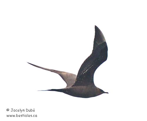 Photo de labbe parasite