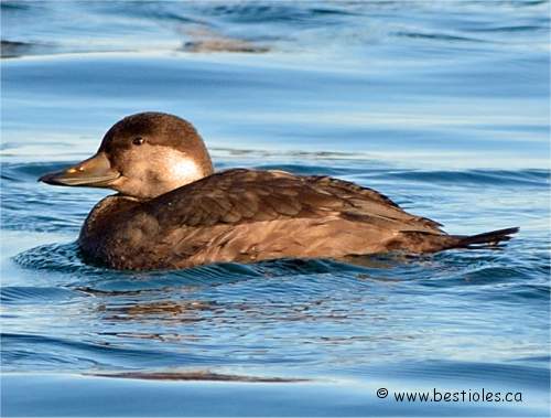 Photo de macreuse � bec jaune