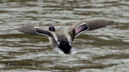 Photo d'un canard mallard qui s'envole