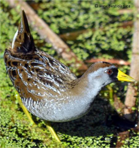 Photo d'une marouette de Caroline