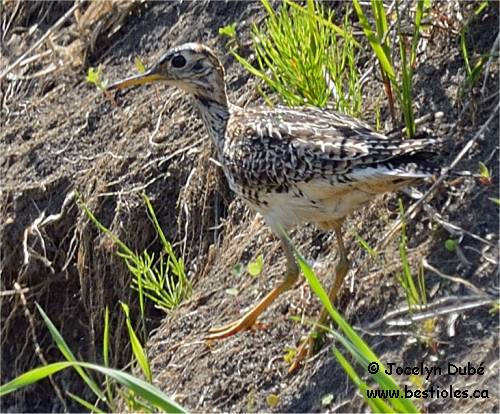 Photo de maub�che des champs