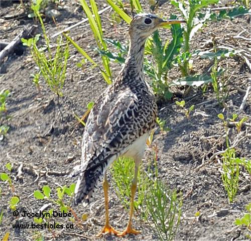 Photographie d'une maub�che des champs