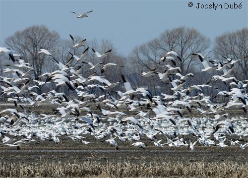 Photo de la migration des oies blanches