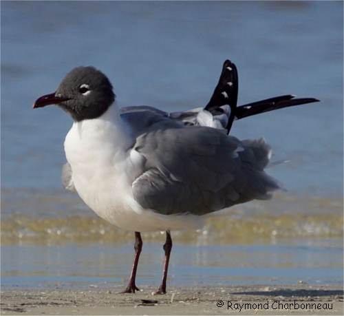Photo d'une mouette atricille