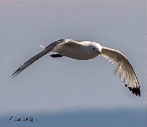 Photo d'une mouette tridactyle