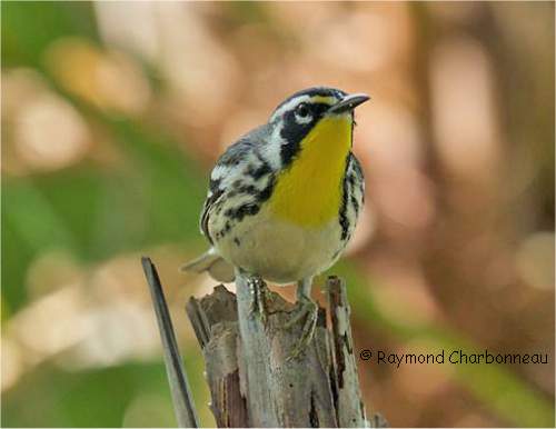 Photo d'une paruline � gorge jaune