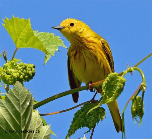 Photo d'une paruline jaune
