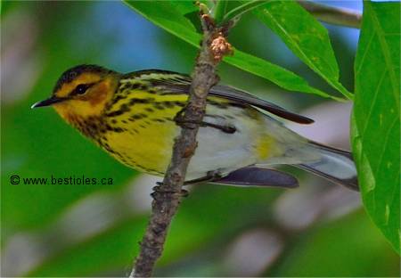 Photographie d'une paruline tigr�e